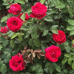 Meet your Posher, Jordan